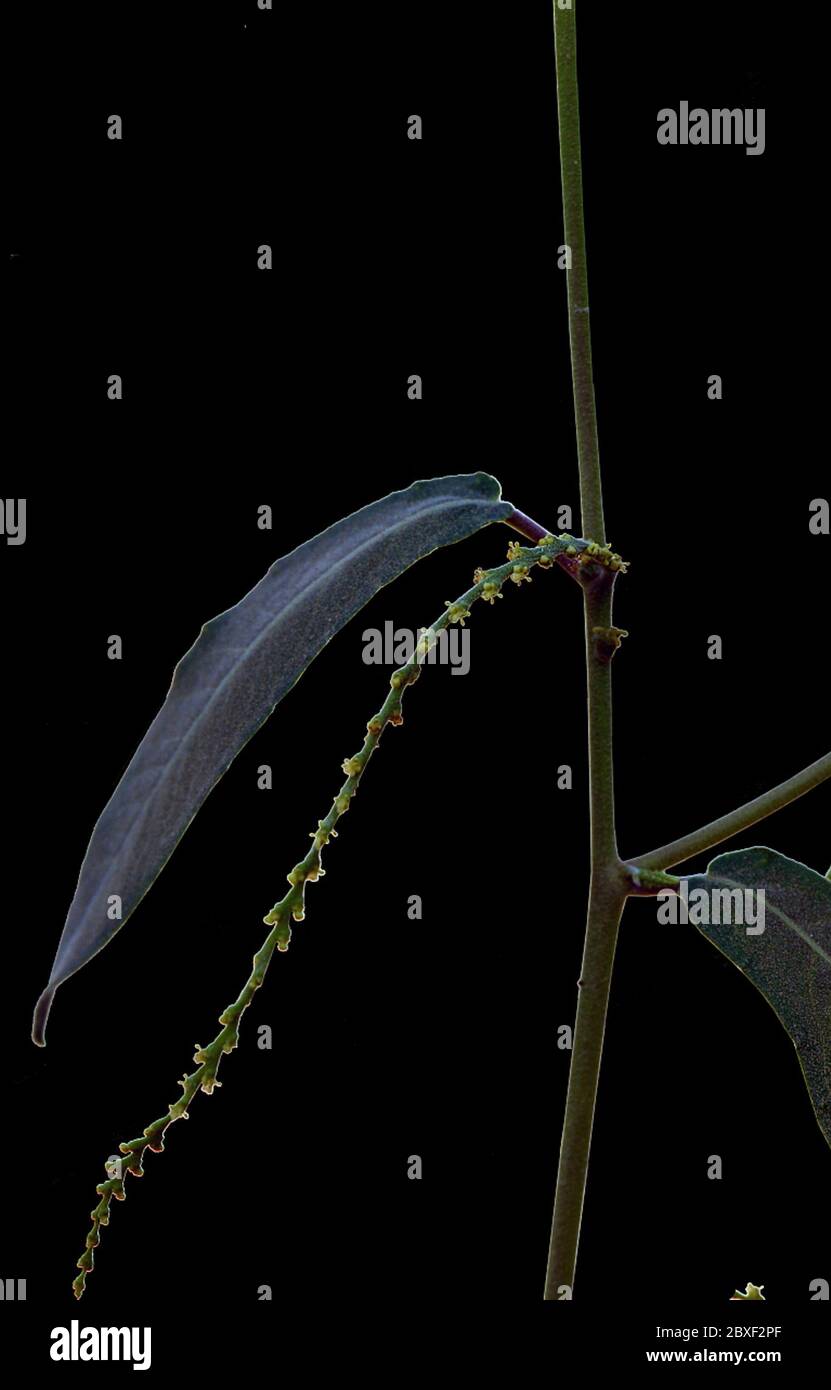Microstachys sp Microstachys sp. Banque D'Images