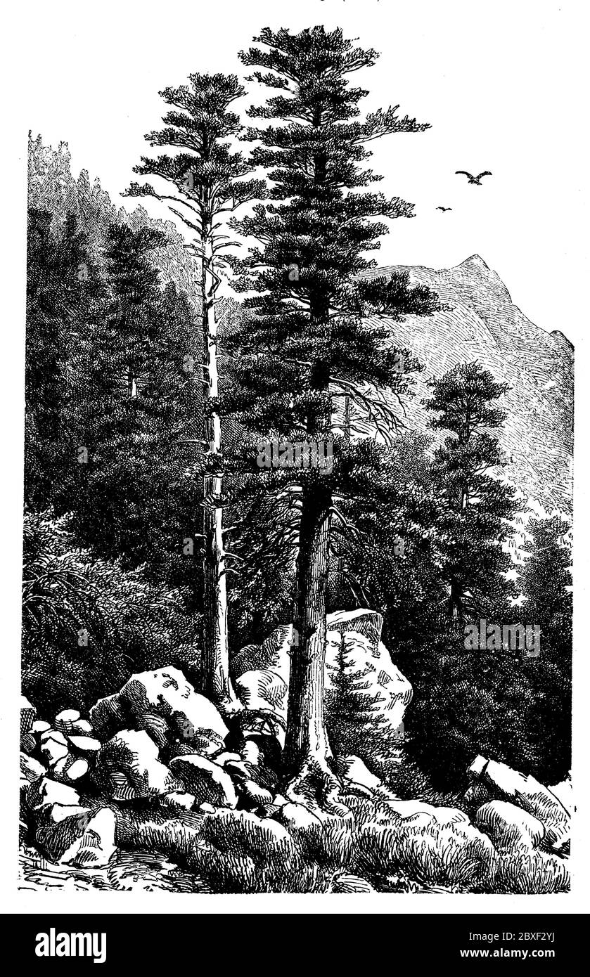Sapin argenté européen ou sapin argenté / Abies alba Syn. Picea alba / Weißtanne (livre de jardin, 1877) Banque D'Images