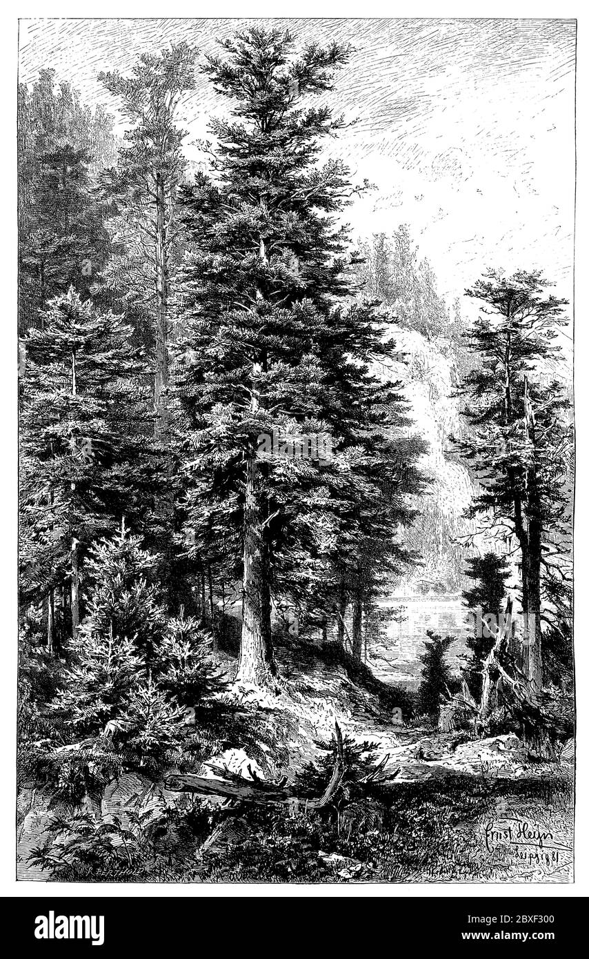 Sapin argenté européen ou sapin argenté / Abies alba Syn. Picea alba / Weißtanne (livre botanique, 1888) Banque D'Images