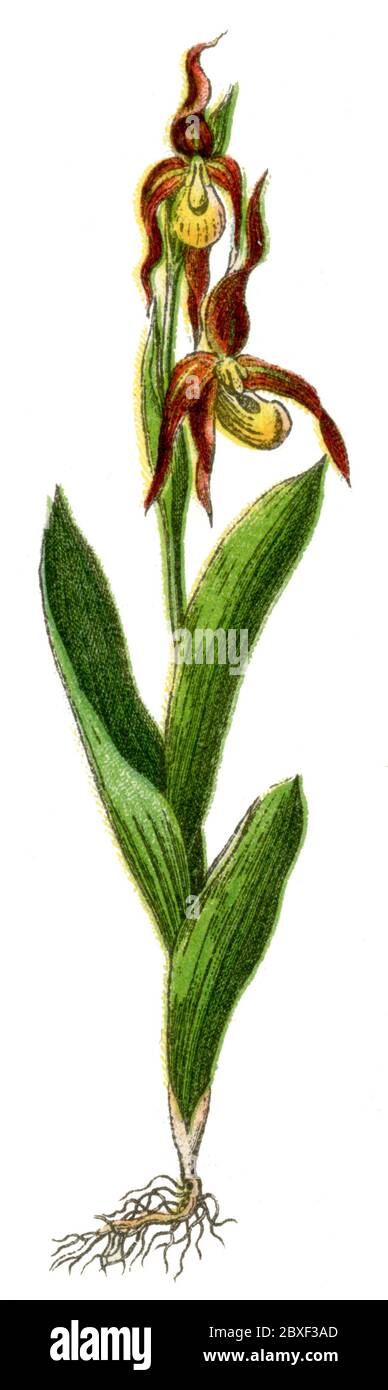 slipper de lady / Cypripedium calceolus / Frauenschuh (livre botanique, 1900) Banque D'Images