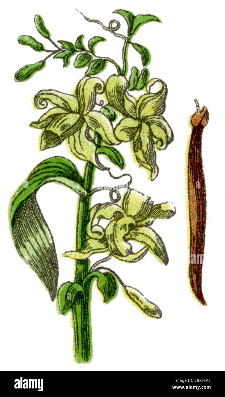 Vanille / vanille planifolia / vanille (livre botanique, 1900) Banque D'Images