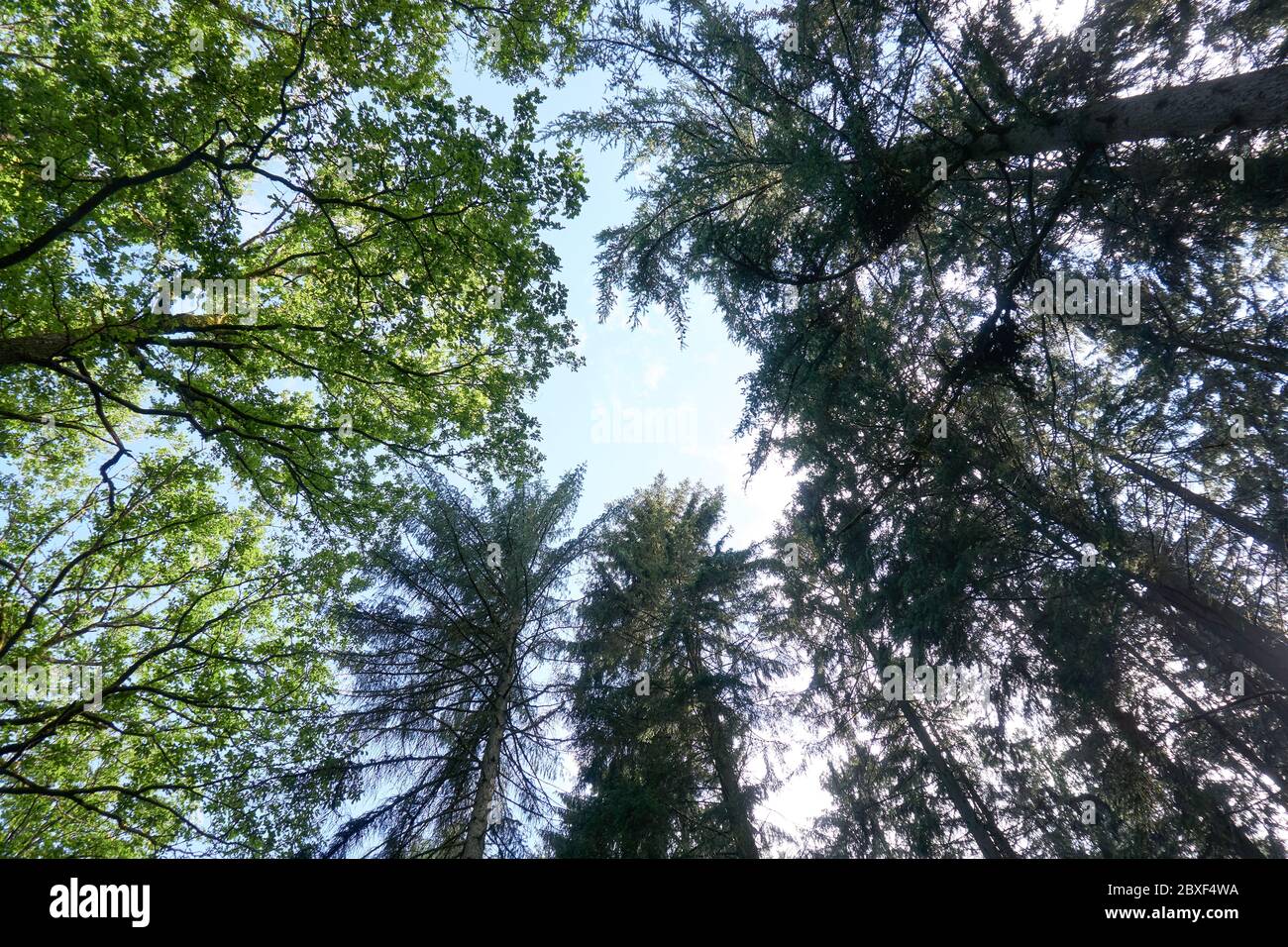 plusieurs arbres photographiés de bas en haut Banque D'Images