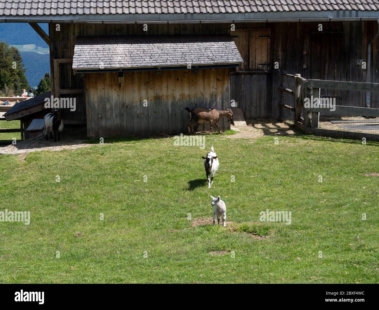 2020_06_02_Alpe di Villandro, Alto Adige, après verrouillage, dans un refuge, restaurant ferme Gasser Hutte avec des animaux Banque D'Images