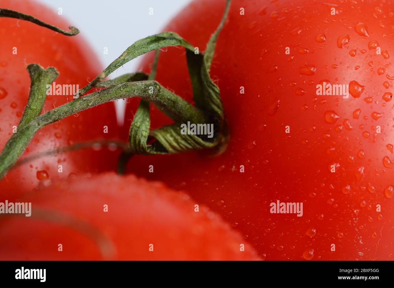 Bouquet de tomates rouges sur fond clair Banque D'Images