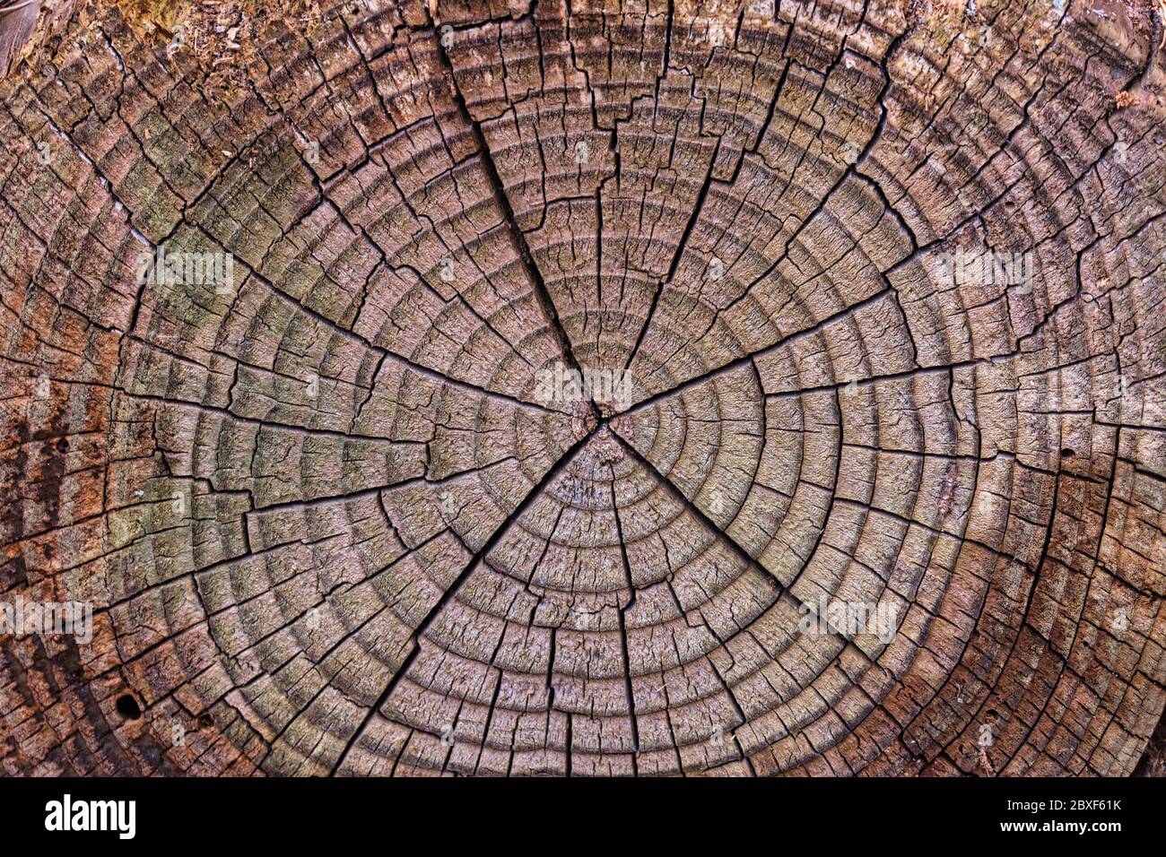 Vieux anneaux de bois de bois usé texture, la section de bois patiné avec des anneaux fissurés et étonnant détail texturé fond naturel Banque D'Images