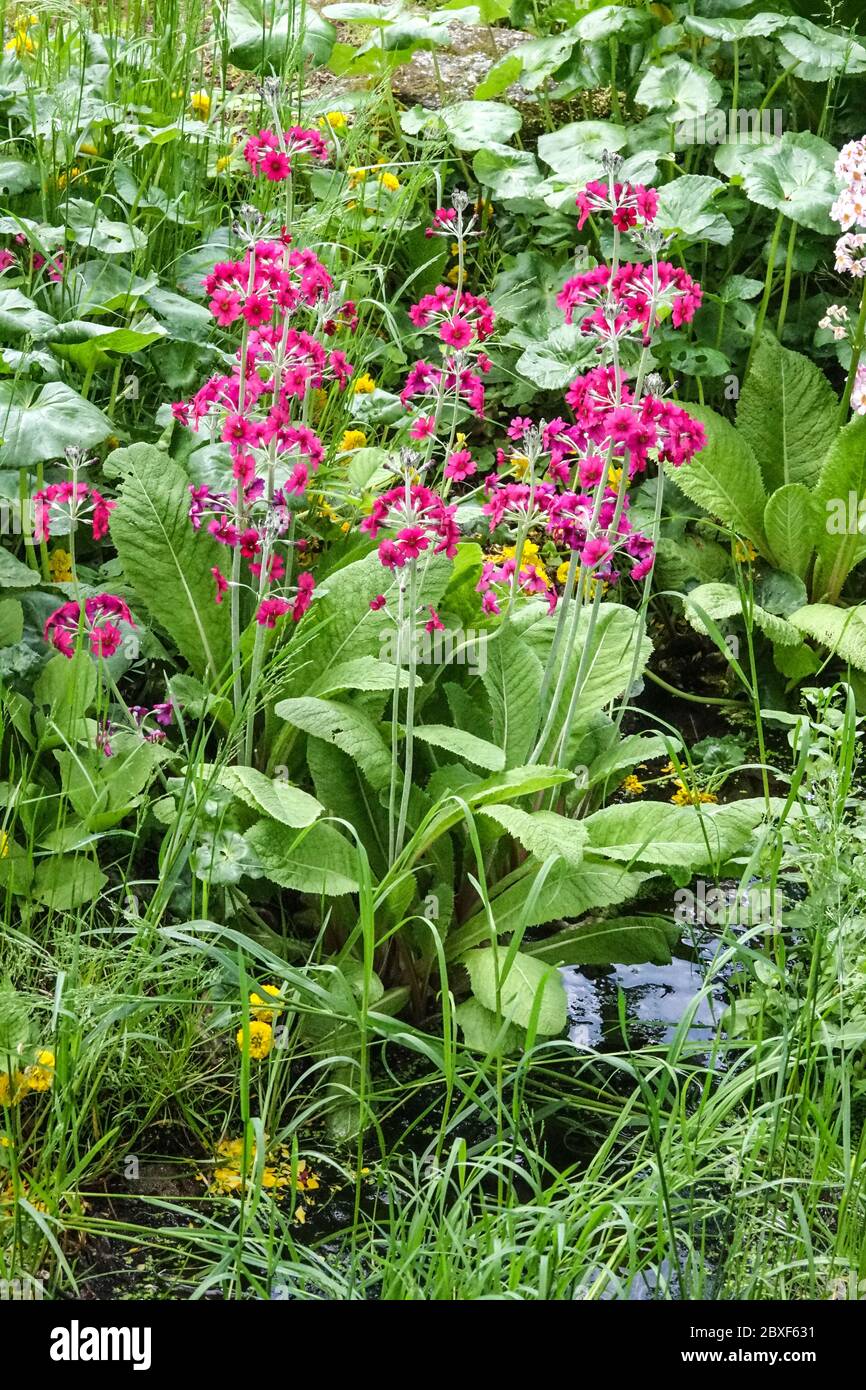 Eau dans le jardin de printemps, les rives du ruisseau avec la floraison Candelabra primula Primula pulverulenta Banque D'Images