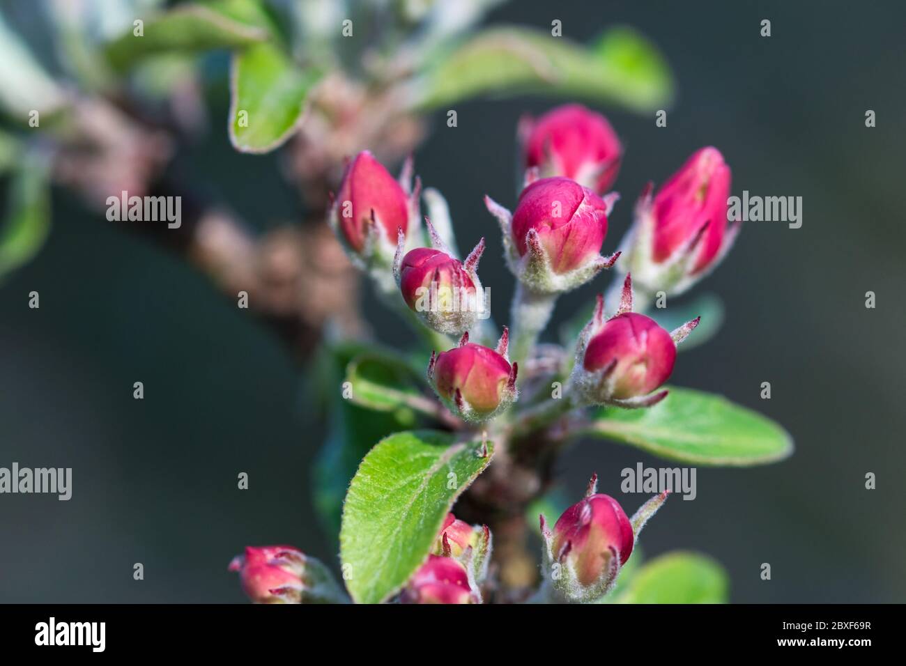 Pommier rose rouge boutons de fleur et jeunes feuilles dedans le soleil chaud dans le jardin de verger de printemps gros plan Banque D'Images