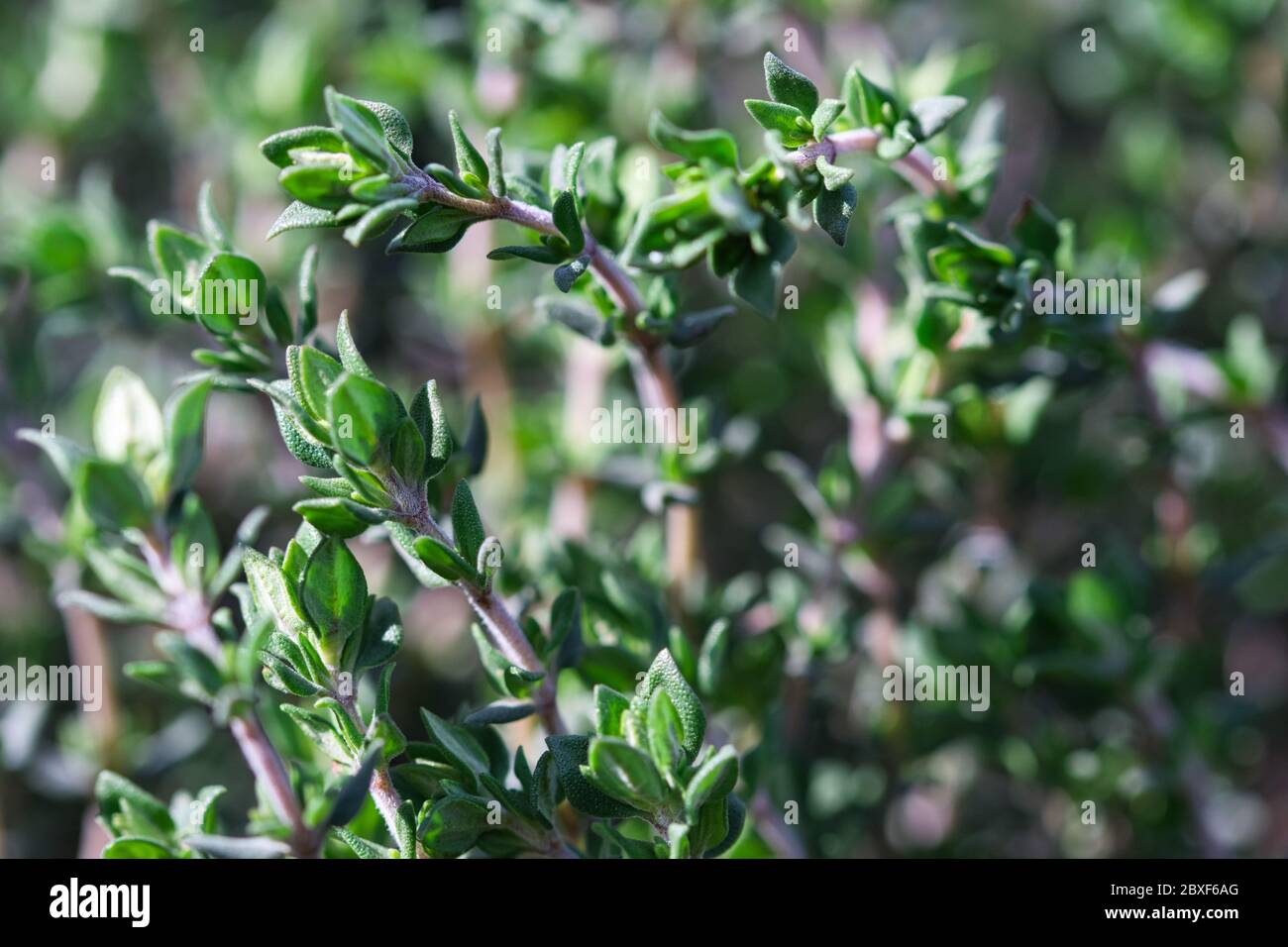 Plante fraîche d'herbe de thym, épice vervivace aromatique et éternelle poussant dans le jardin de printemps, de petites feuilles vertes et des tiges rouges pâle Banque D'Images