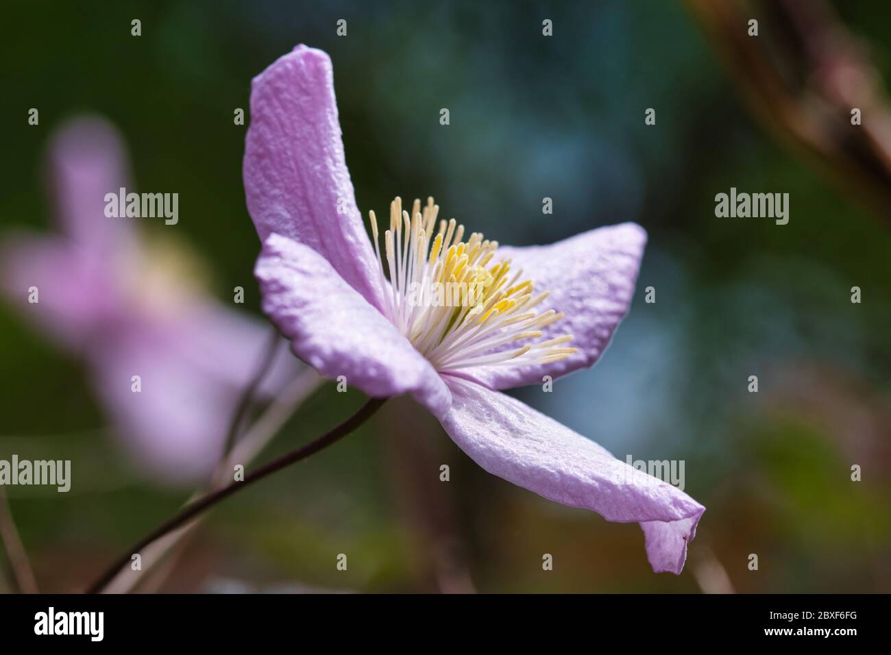 Fleurs clematis rose pâle, rose délicate avec quatre pétales et pièce maîtresse avec des tiges de fleurs jaunes, sur de longues vignes grimpantes ligneuses avec du vert Banque D'Images