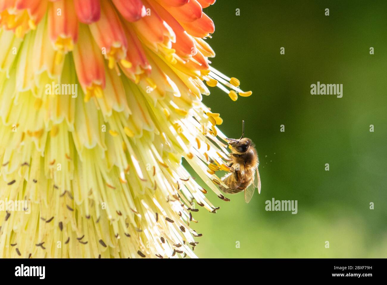 Abeille collecte de nectar et de pollen de la fleur de Kniphofia (poker rouge-chaud) - Royaume-Uni Banque D'Images