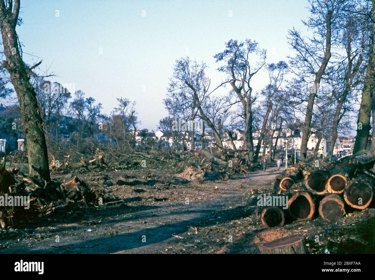 Les séquelles de la « Grande tempête » à Brighton, dans l'est du Sussex, en Angleterre, au Royaume-Uni – elle a eu lieu dans la nuit du 15/16 octobre 1987. Ici, le nettoyage se déroule sur le « niveau », un parc urbain dans le centre de Brighton. Les arbres tombés qui jonchent la zone ont été lasciés par une tronçonneuse – une grande partie du bois en bon état serait ensuite recyclé. La « Grande tempête » de 1987 était un violent cyclone tropical, avec des vents de force d'ouragan causant des pertes et des dégâts importants au Royaume-Uni et en France. Banque D'Images