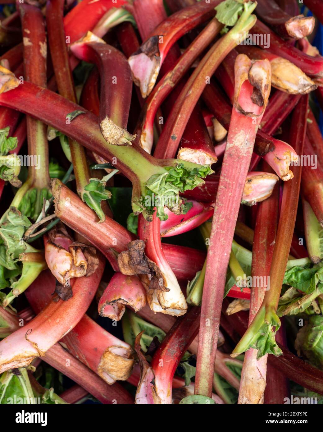 Bâtonnets frais de Rhubarb sur un marché Banque D'Images