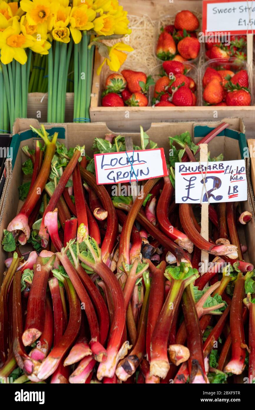 CAMBRIDGE, Royaume-Uni - 11 MARS 2020 : bâtonnets de rhubarbe frais cultivés localement sur un étal de marché avec une étiquette de prix Banque D'Images