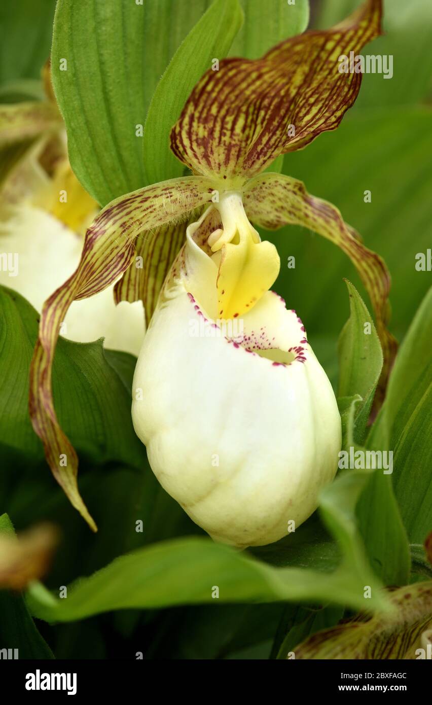 Une fleur de Cypripedium blanche en gros plan. Banque D'Images