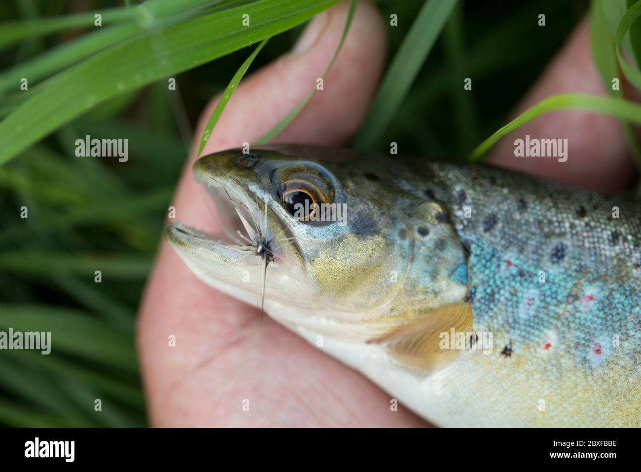 Une truite brune sauvage, Salmo trutta, a pêché la mouche sèche en utilisant une imitation de mouche lors d'une éclosion de mouche. Dorset Angleterre GB Banque D'Images