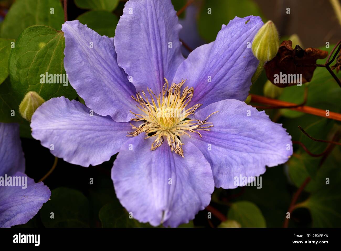 Gros plan d'une fleur bleue de Clematis Zara. Banque D'Images