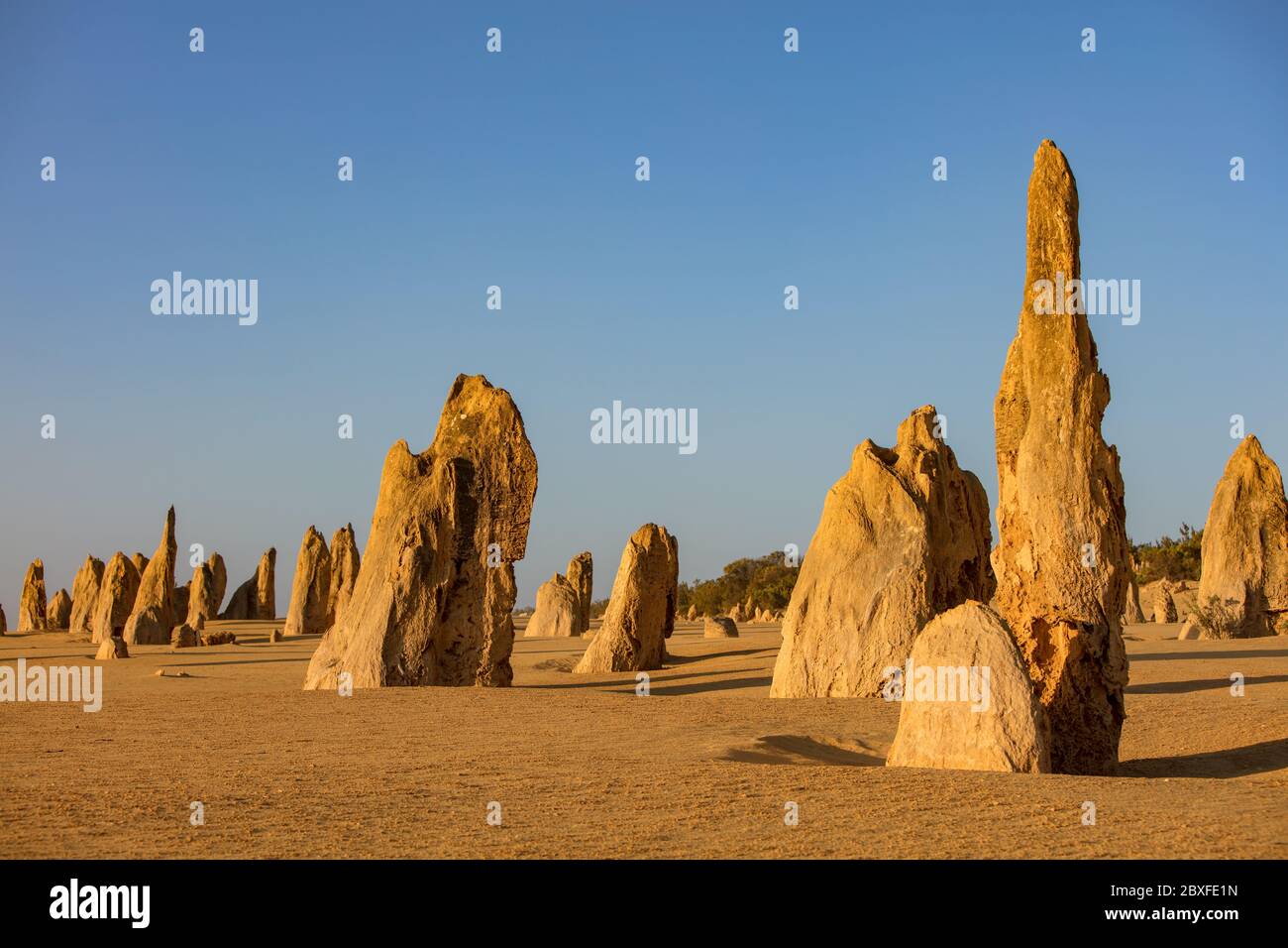 Des piles de calcaire se trouvent en fin d'après-midi dans le désert des Pinnacles, dans le parc national de Nambung, situé au nord de Perth, en Australie occidentale Banque D'Images