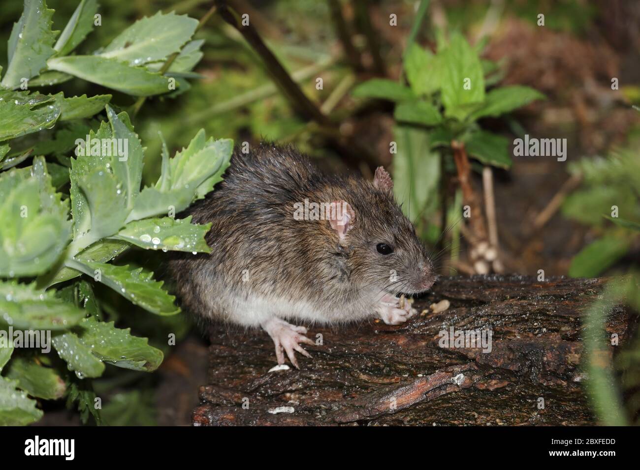 Rat brun (Rattus norvegicus) se nourrissant sous la pluie dans un environnement de jardin, Royaume-Uni Banque D'Images