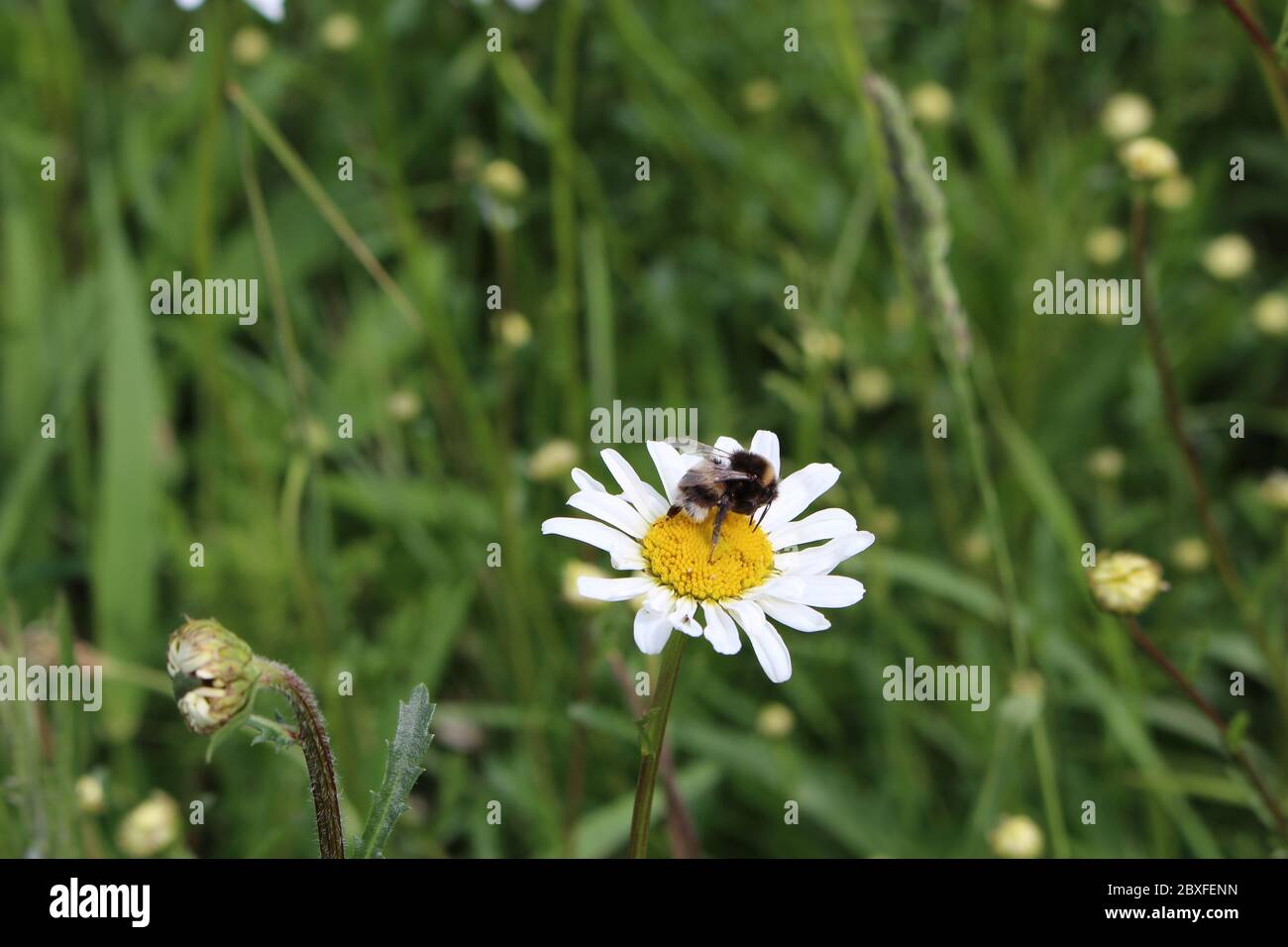 Abeille sur fleur Banque D'Images