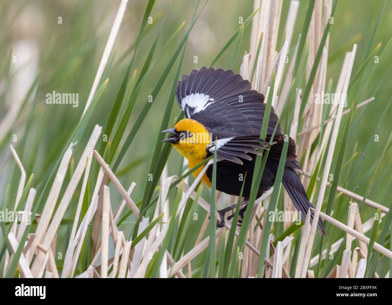 Blackbird à tête jaune 18 mai 2020, comté de Kingsbury, Dakota du Sud Banque D'Images