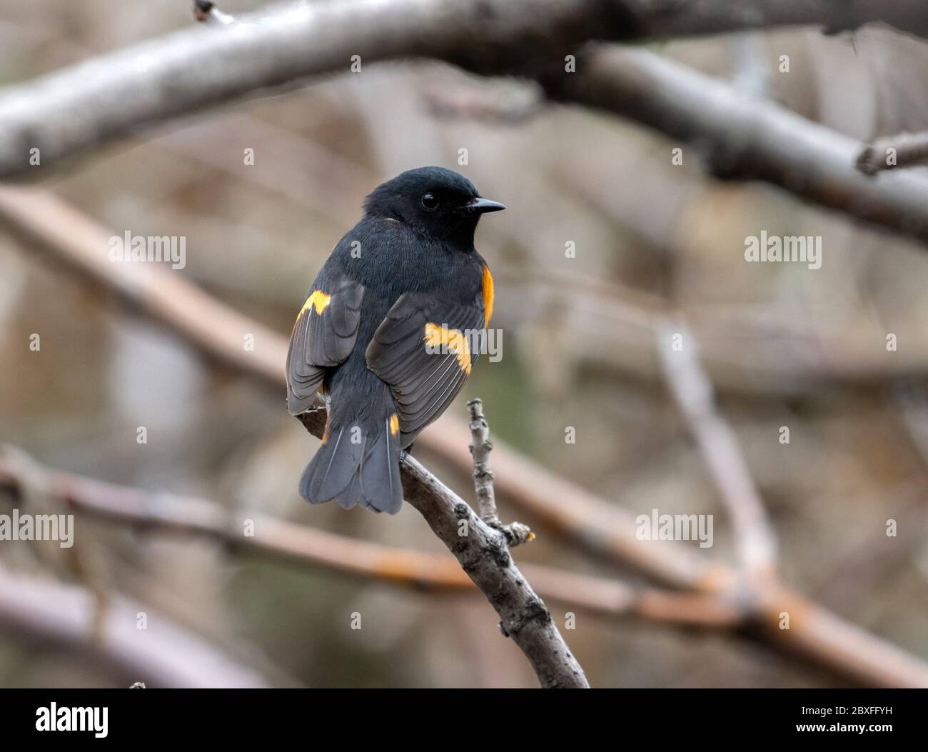 American Redstart 21 mai 2020 Campus en plein air, Sioux Falls, Dakota du Sud Banque D'Images