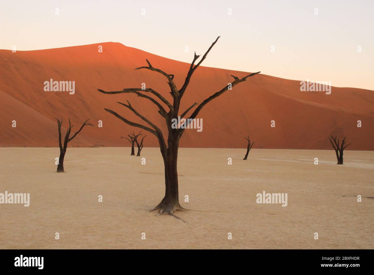 Mort Vlei dans la partie sud du désert du Namib, dans le parc national Namib-Nacluft en Namibie. Sossusvlei Banque D'Images