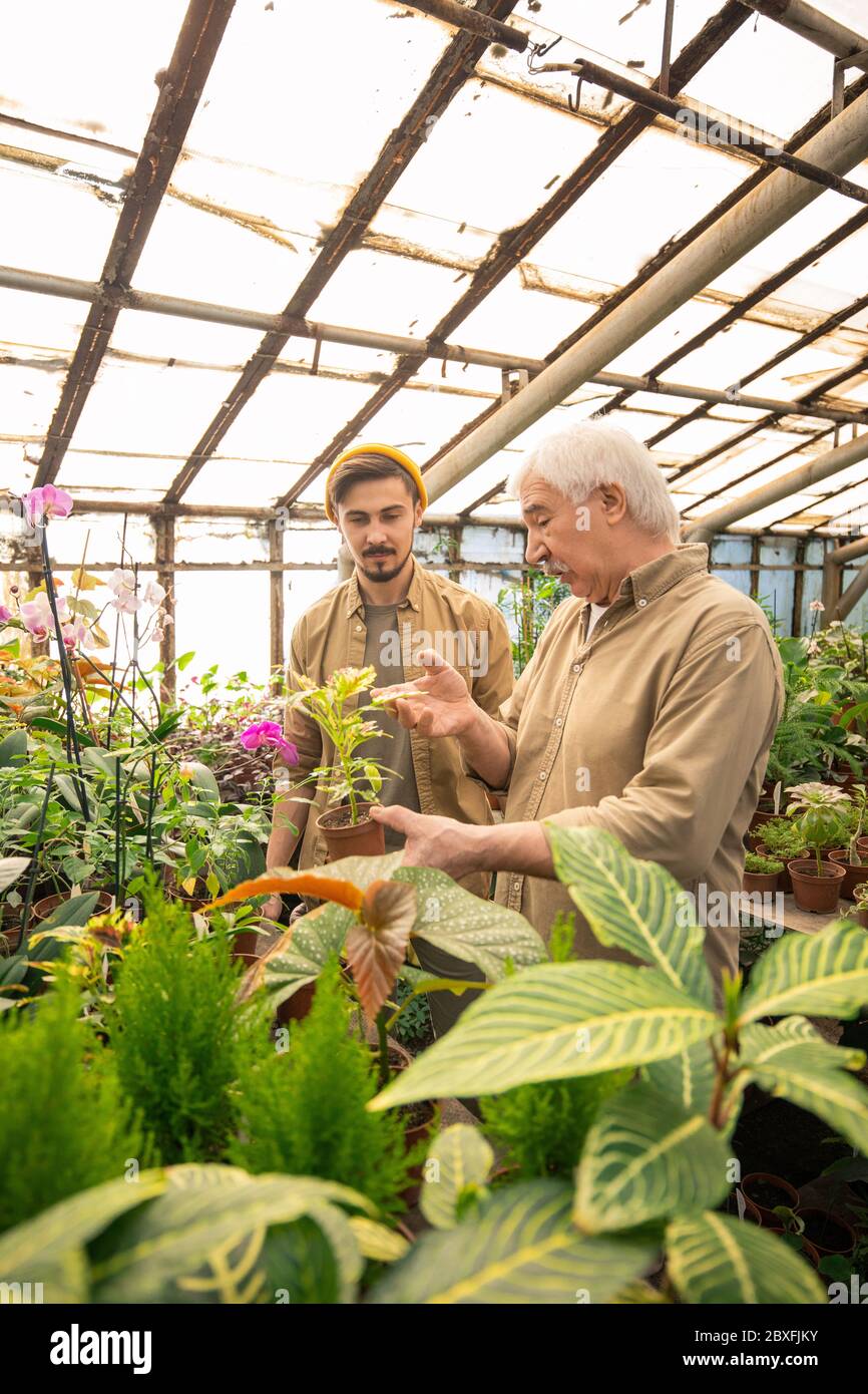 Homme âgé montrant des feuilles de plantes malades et expliquant aux jeunes travailleurs comment pulvériser des feuilles de pesticides Banque D'Images