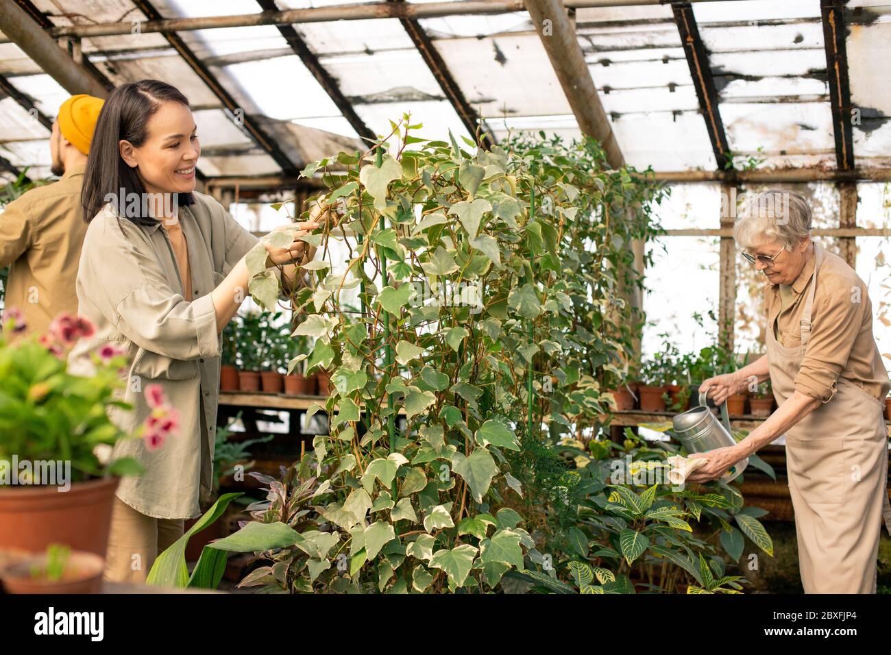 Serres ouvriers de différents âges s'occupant des plantes dans de belles orangeries: Femme asiatique vérifiant les feuilles, femme senior arrosoir les plantes Banque D'Images