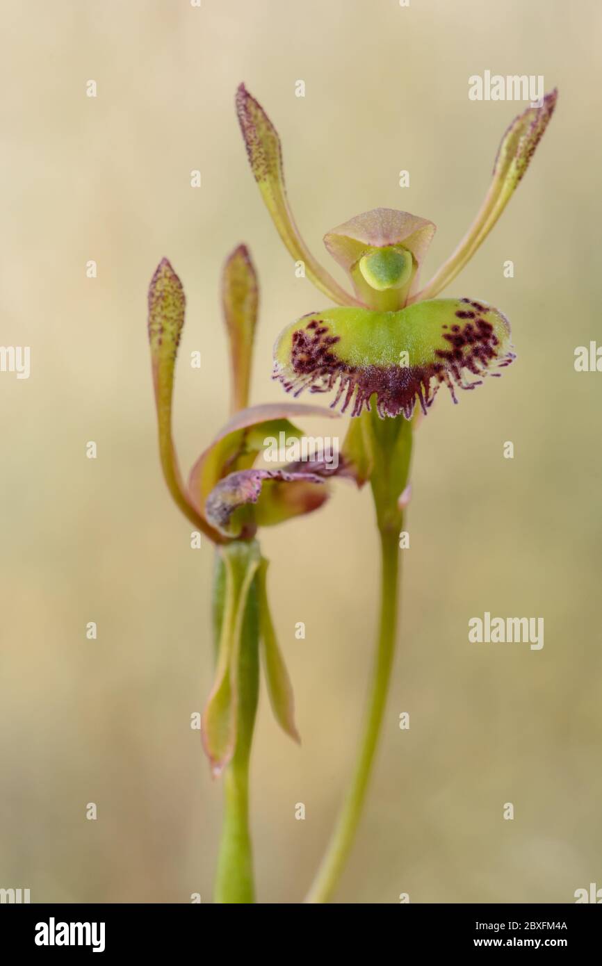 Paire de fleurs d'orchidées de lièvre à franges. Banque D'Images