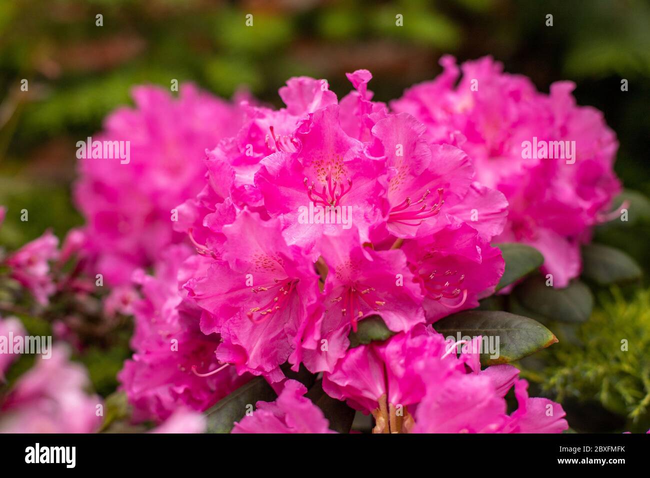 Rhododendron en fleurs dans le jardin de mai. Polonais printemps. Détendez-vous dans le parc. Banque D'Images