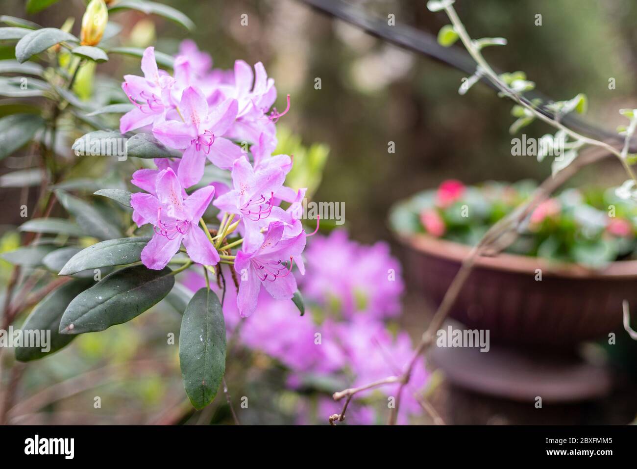 Rhododendron en fleurs dans le jardin de mai. Polonais printemps. Détendez-vous dans le parc. Banque D'Images