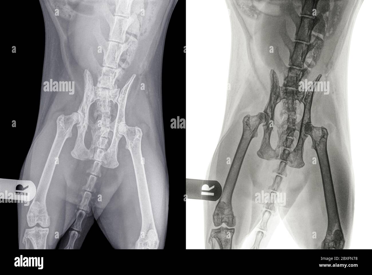 Radiographie Numerique D Un Chat Presentant Une Dysplasie De La Hanche Dans L Articulation De La Hanche Gauche Vue Ventro Dorsale La Lettre R Indique Le Cote Droit Du Chat Photo Stock Alamy
