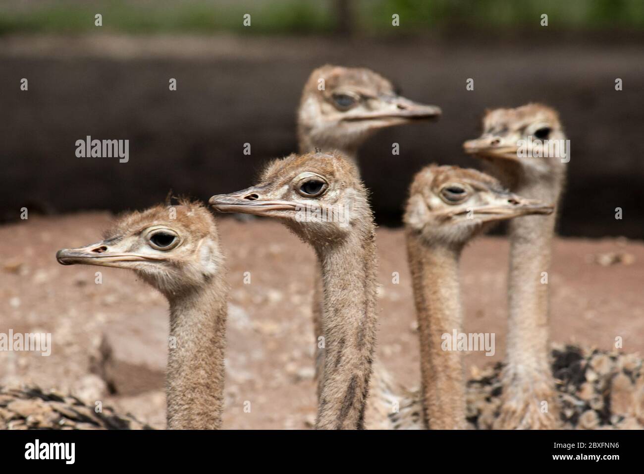 portrait de cinq autruches regardant de différents côtés Banque D'Images