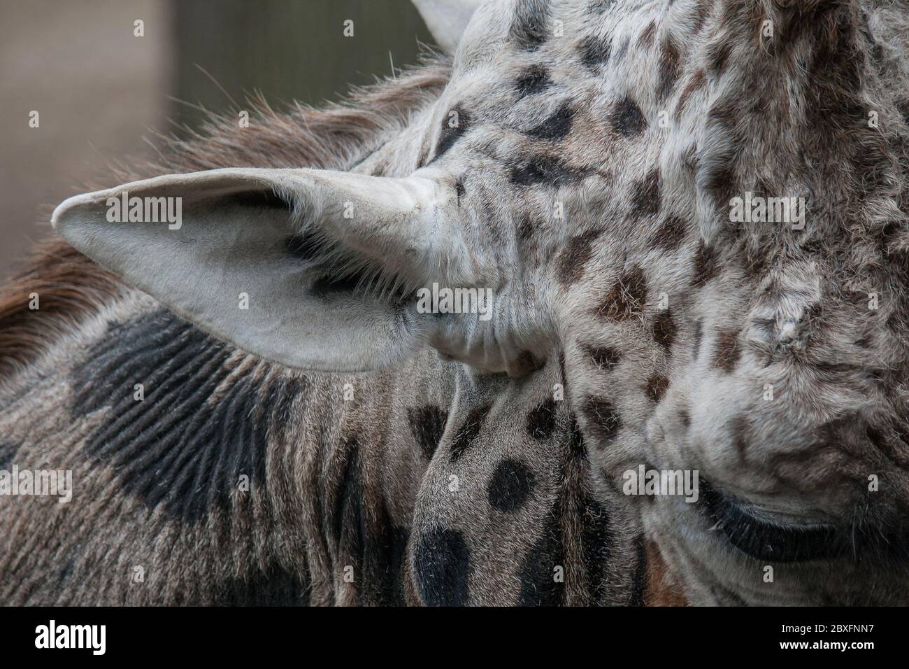 Portrait de l'oreille et de l'œil d'une girafe Banque D'Images