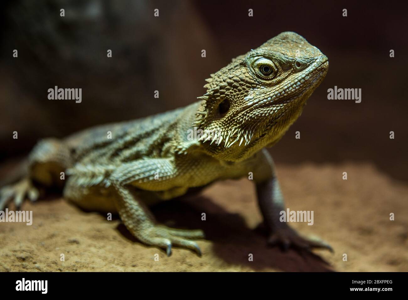 Face à face avec un iguana Banque D'Images