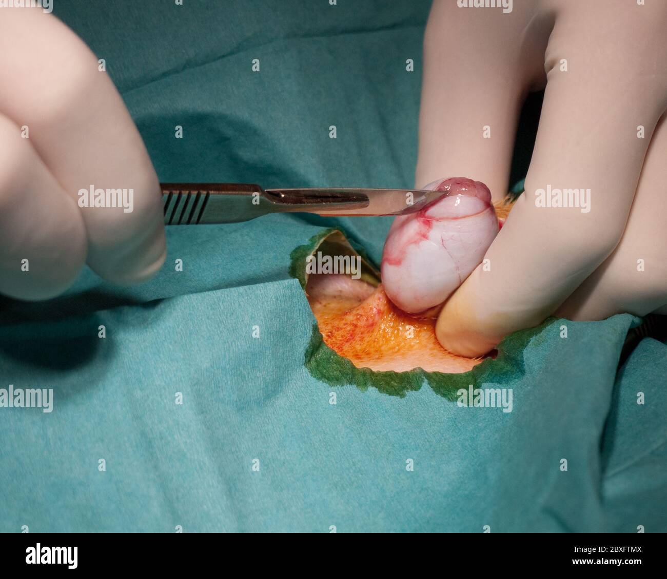 Le vétérinaire fait une incision dans le testicule avec un scalpel pendant la castration d'un chien Banque D'Images