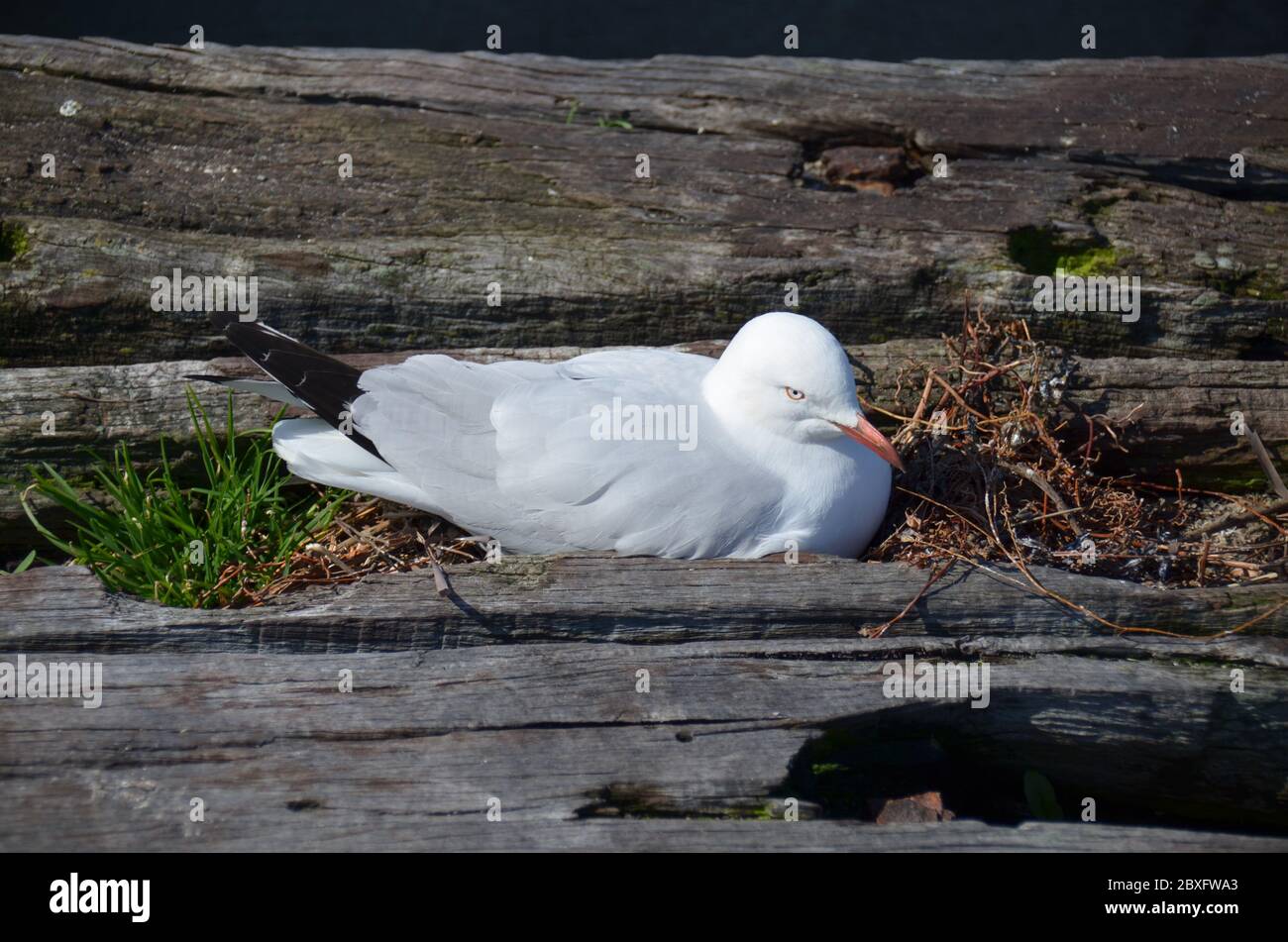 Oiseaux indigènes d'Australie Banque D'Images