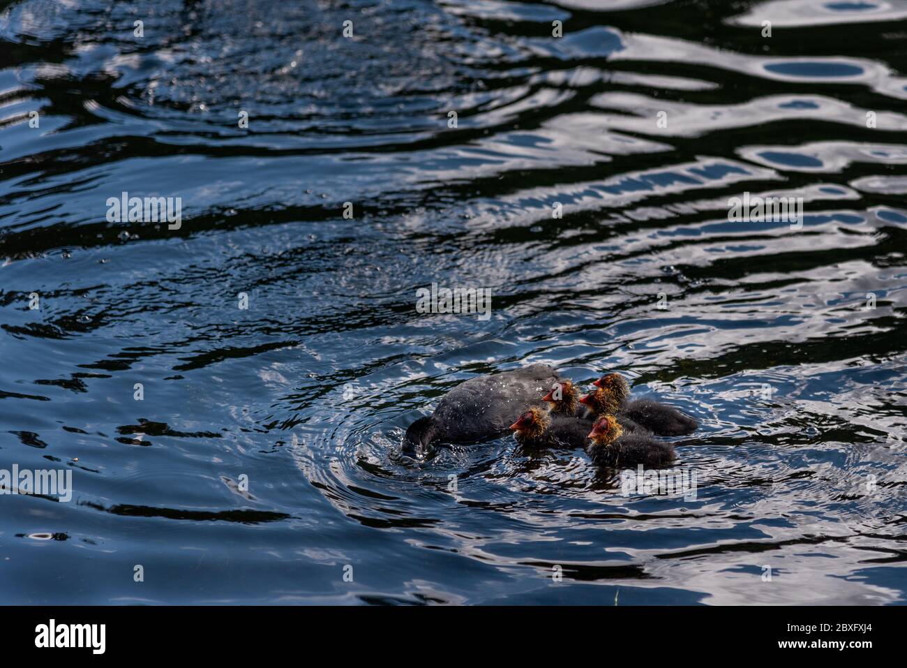 Oiseaux de coot - adultes et poussins Banque D'Images