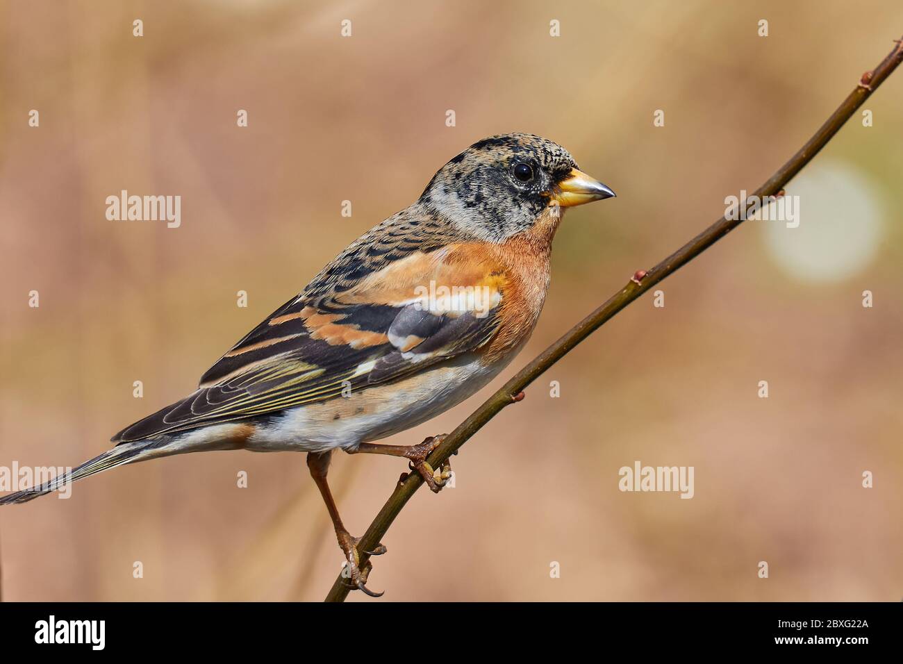 Mountain finch assis sur un tronc dans la forêt Banque D'Images