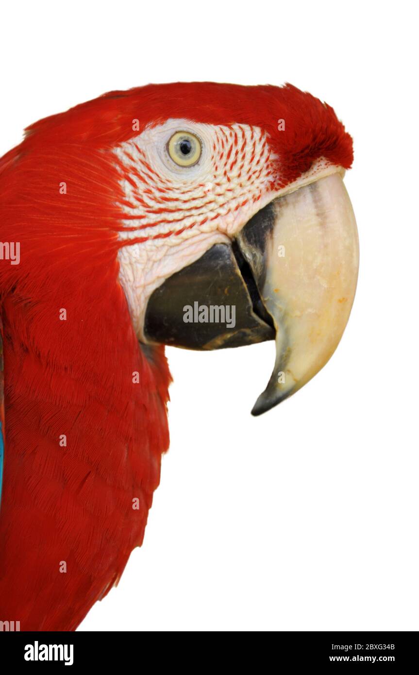 Une face de Macaw à ailes vertes isolée sur fond blanc. Banque D'Images