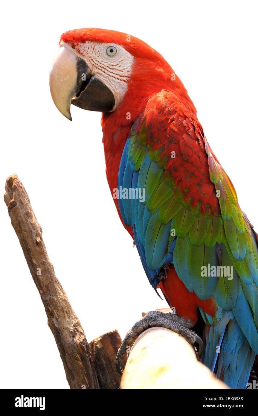 La macaw à ailes vertes sur les branches des arbres s'isole sur fond blanc. Banque D'Images