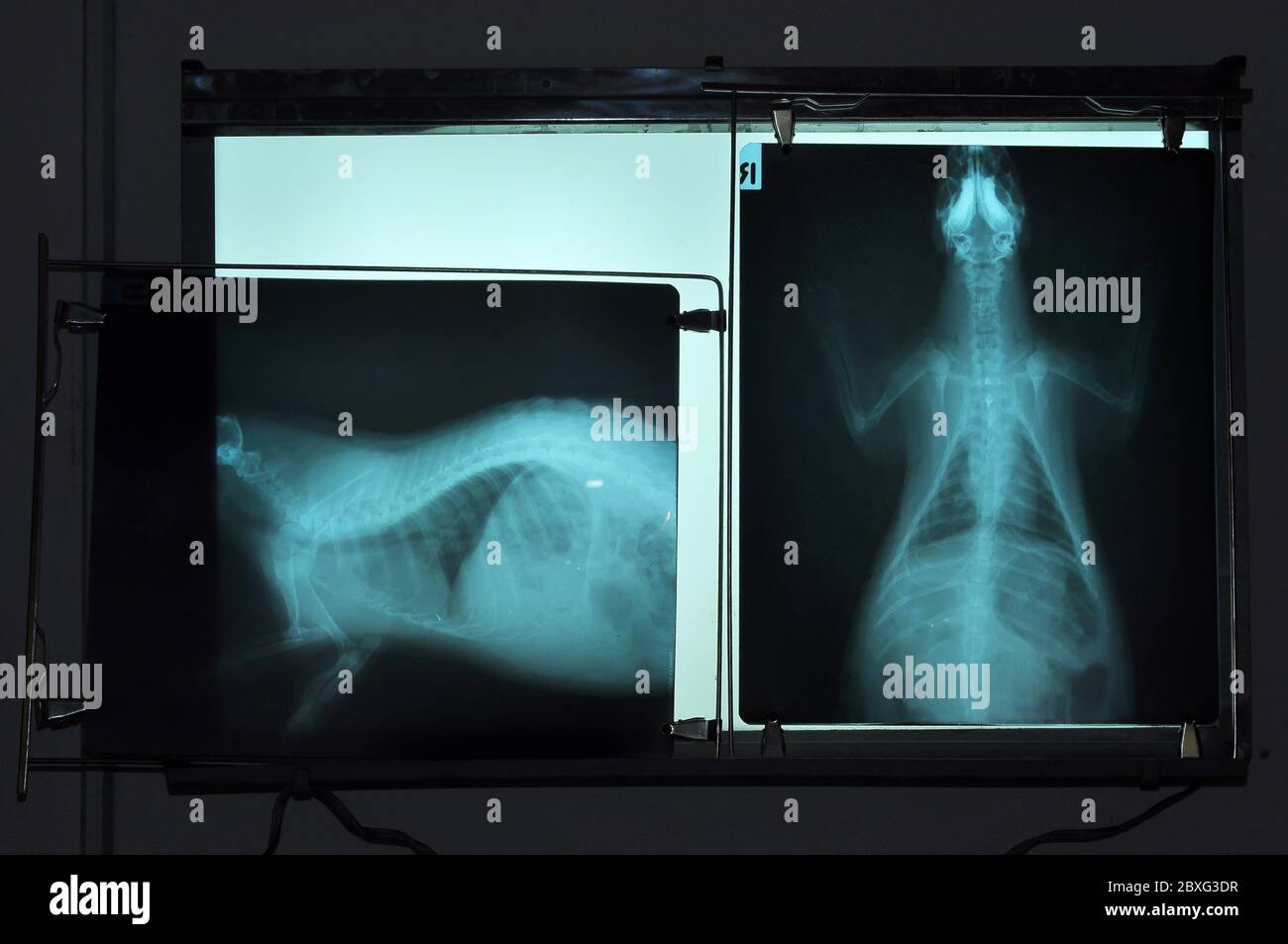 Images radiographiques de porcupine, utilisation vétérinaire dans le diagnostic des maladies qui se produisent avec elle. Banque D'Images