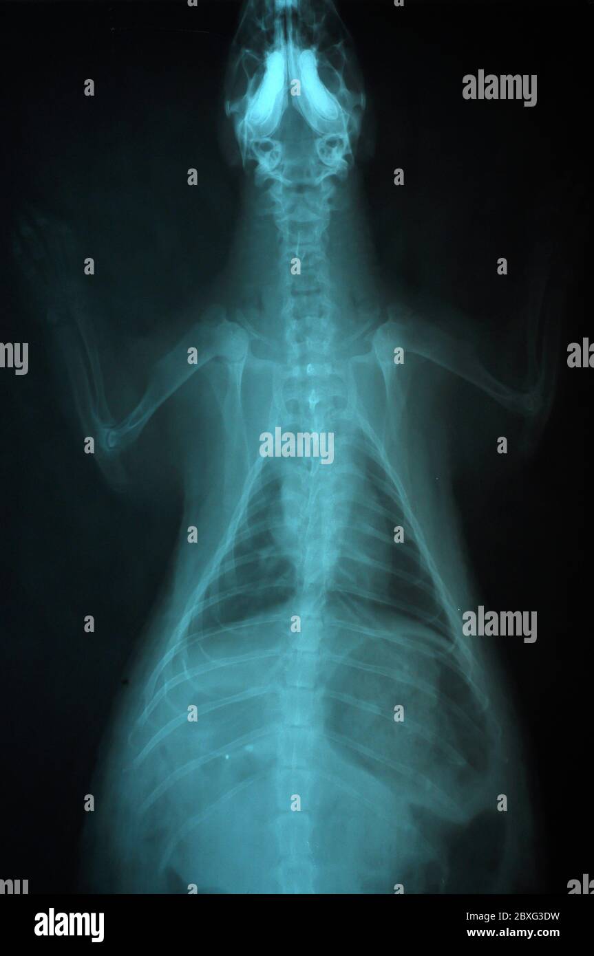 Images radiographiques de porcupine, utilisation vétérinaire dans le diagnostic des maladies qui se produisent avec elle. Banque D'Images