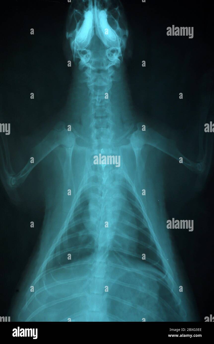 Images radiographiques de porcupine, utilisation vétérinaire dans le diagnostic des maladies qui se produisent avec elle. Banque D'Images