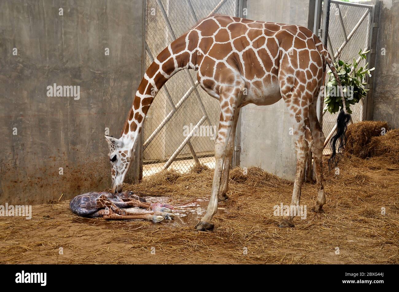 Les girafes maternelles appellent leur jeune enfant après la naissance. Banque D'Images