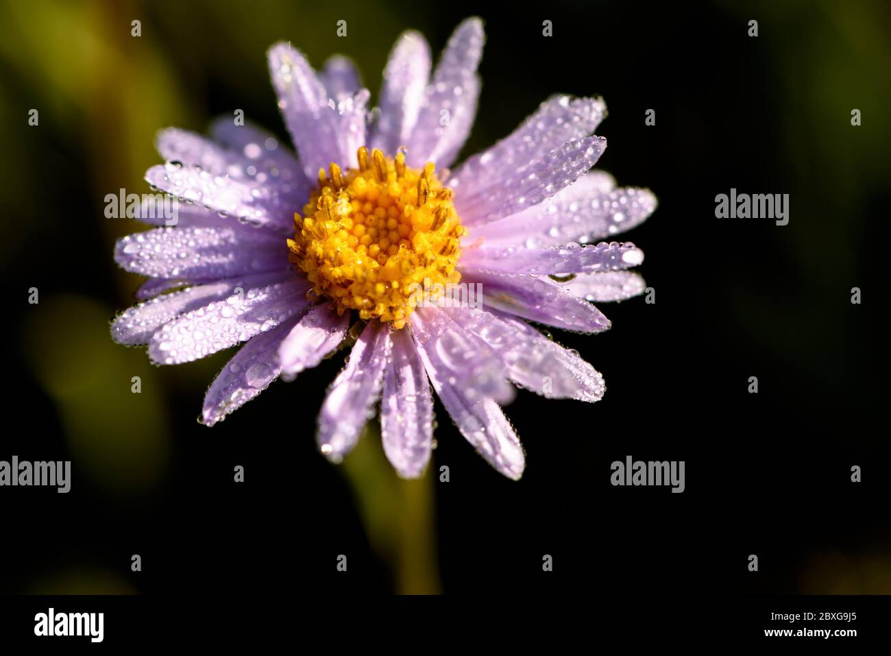 Fleur alpine de lilas (Aster alpinus) aux gouttes de rosée sous la lumière du soleil sur fond d'herbe verte Banque D'Images