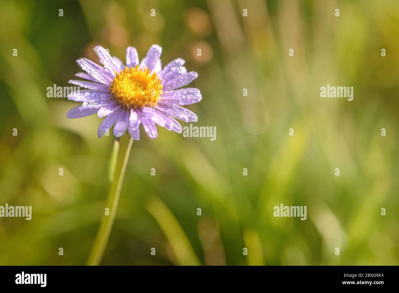 Fleur alpine de lilas (Aster alpinus) aux gouttes de rosée sous la lumière du soleil sur fond d'herbe verte Banque D'Images