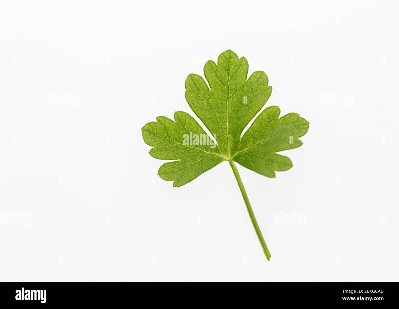 Feuilles de persil. Persil vert .. Ingrédient de la vaisselle. Légumes verts. Photo sur fond blanc. Isolé de l'arrière-plan. Banque D'Images