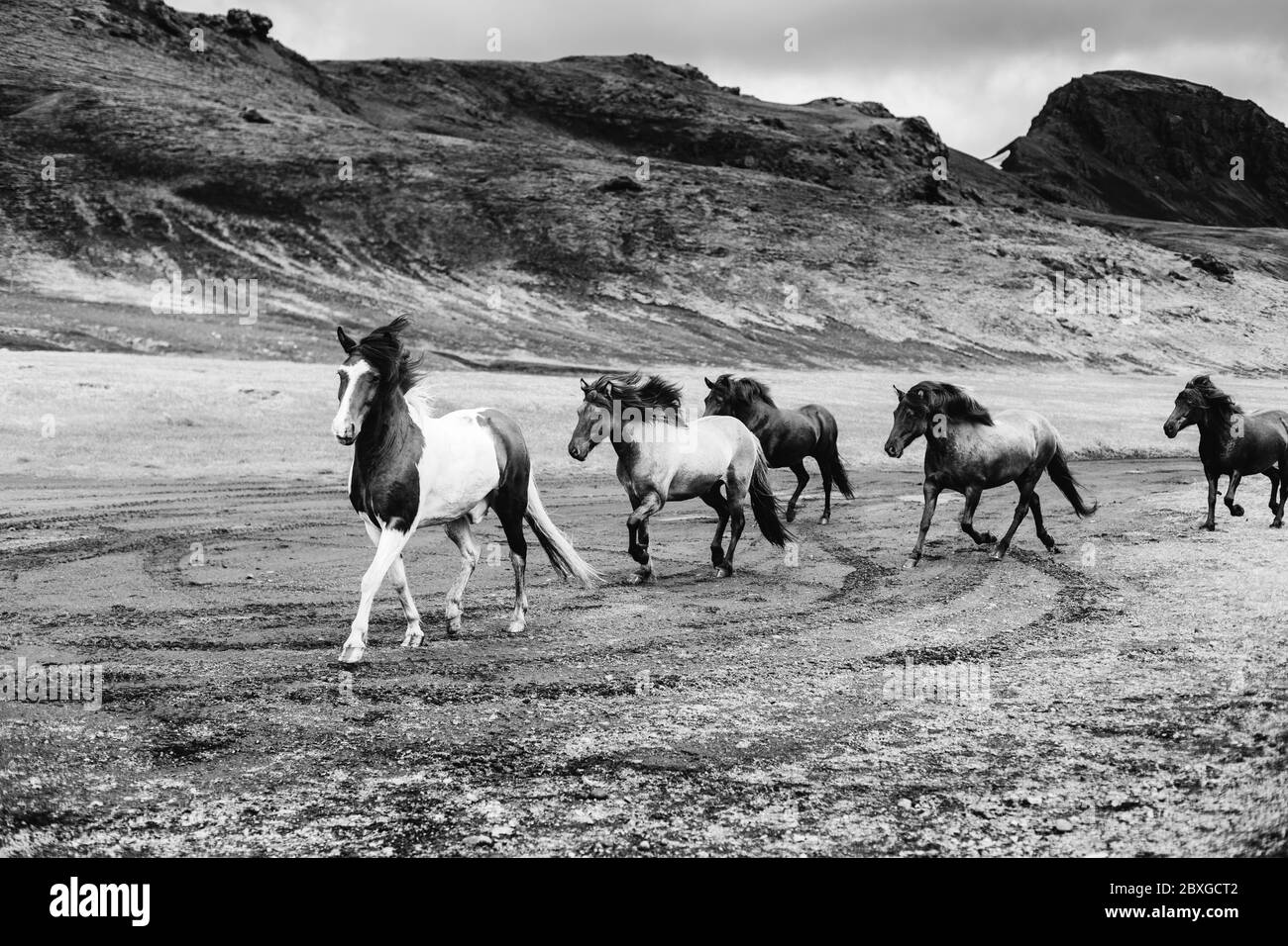Chevaux sauvages d'Islande, centre sud de l'Islande, Islande Banque D'Images