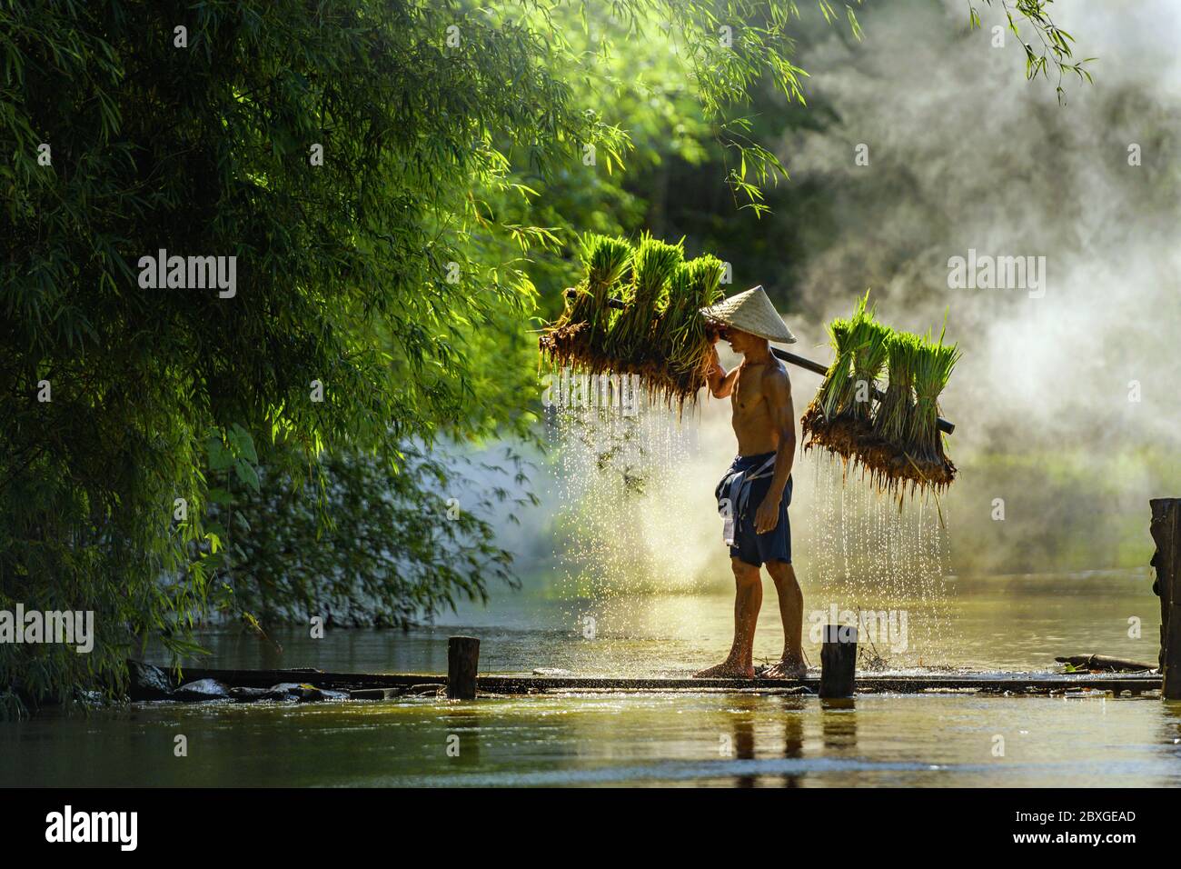 Agriculteur traversant un pont transportant des plantes de riz, Thaïlande Banque D'Images